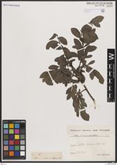 Foto von Salix breviserrata Flod.